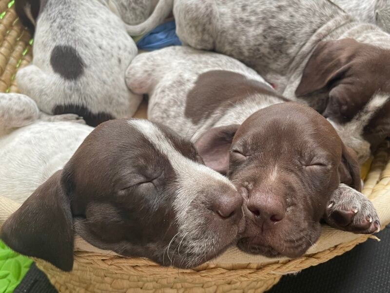 GSP pups available September 23, 2025