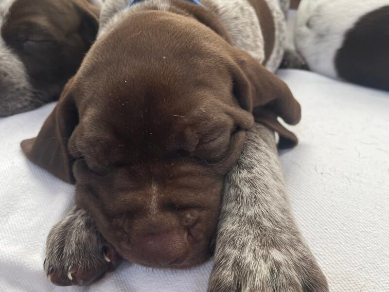 GSP pups available September 23, 2025